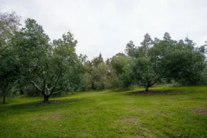 Cabaña Lupita, Paseo del Llano: área verde