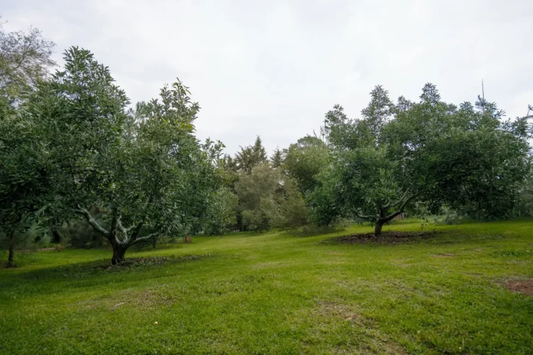 Área verde y árboles entre cabañas en Paseo del Llano